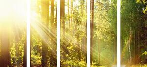5-dílný obraz sluneční paprsky v lese