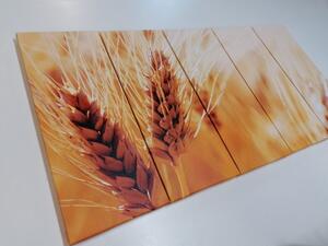 5-dílný obraz pšeničné pole