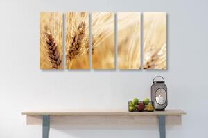 5-dílný obraz pšeničné pole