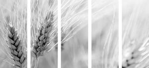 5-dílný obraz pšeničné pole v černobílém provedení