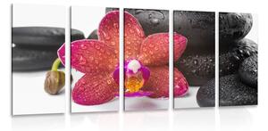5-dílný obraz orchidej a Zen kameny na bílém pozadí