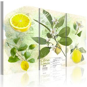 Obraz žluté citrony - Fruit: lemon
