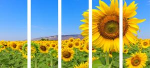 5-dílný obraz pole slunečnic