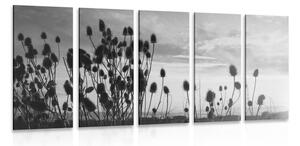 5-dílný obraz stébla trávy na poli v černobílém provedení