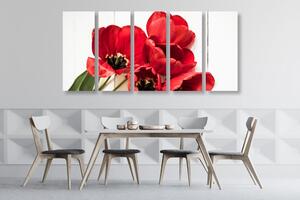 5-dílný obraz červené tulipány v rozkvětu