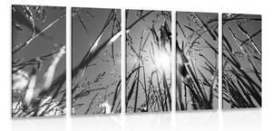 5-dílný obraz polní tráva v černobílém provedení