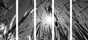 5-dílný obraz polní tráva v černobílém provedení