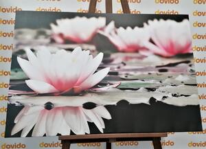 Obraz lotosový květ