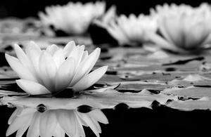 Obraz lotosový květ v černobílém provedení