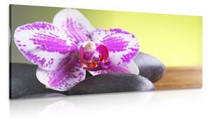 Obraz orchidej a černé kameny