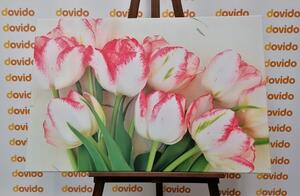 Obraz jarní tulipány