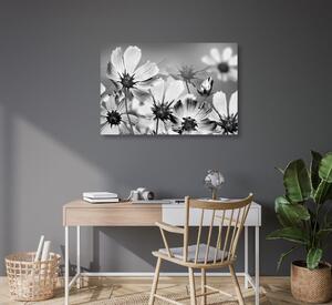 Obraz letní květy v černobílém provedení