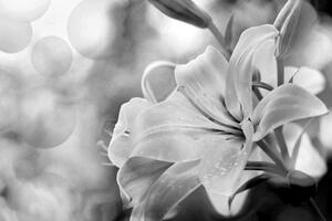 Obraz květ lilie na abstraktním pozadí v černobílém provedení