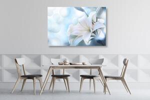 Obraz bílý květ lilie na abstraktním pozadí