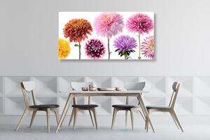 Obraz květiny jiřiny v rozmanitém designu