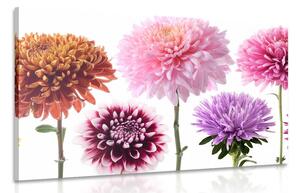 Obraz květiny jiřiny v různobarevném designu