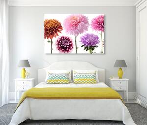 Obraz květiny jiřiny v různobarevném designu