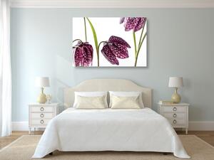 Obraz fialový šachovnicový květ