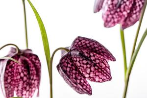 Obraz fialový šachovnicový květ