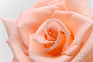 Obraz růže v broskvového odstínu