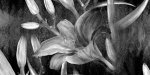 Obraz rozkvět lilie v černobílém provedení