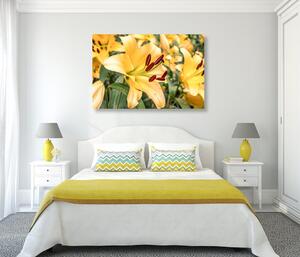Obraz žlutá lilie