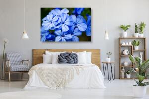 Obraz divoké modré květy