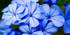 Obraz malebné modré květy