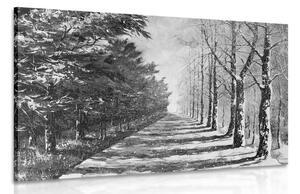 Obraz podzimní alej stromů v černobílém provedení