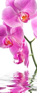 Samolepící fototapeta na dveře 95x210cm - orchidej, 666105