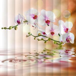 Fotožaluzie - orchidej nad vodou 1-37161953 100 x 100cm