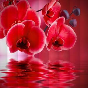 Fotožaluzie - orchidej červená 1-34969605 100 x 100cm