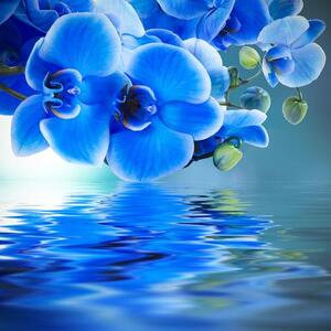 Fotožaluzie - orchidej modrá 1-26645849 100 x 100cm