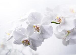 Fototapeta - Orchidej bílá 50-600cm x 50-600cm, 666219