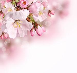 Fototapeta - Jarní květy 50-600cm x 50-600cm, 666217