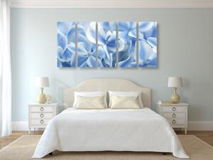 5-dílný obraz modro-bílé květy hortenzie