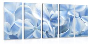 5-dílný obraz modro-bílé květy hortenzie