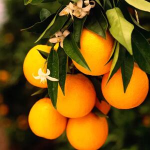 Bridgewater - vonný sáček Orange Vanilla 115ml