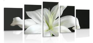 5-dílný obraz krásná bílá lilie na černém pozadí