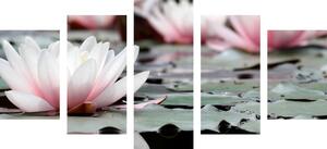 5-dílný obraz lotosový květ