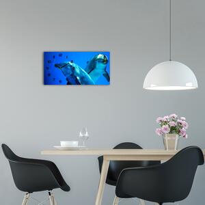 Moderní skleněné hodiny na stěnu Dva delfíni pl_zsp_60x30_f_16277956