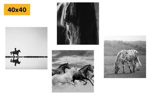 Set obrazů pro milovníky koní v černobílém provedení