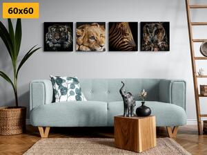 Set obrazů divoká zvířata
