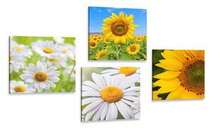 Set obrazů nádherné květiny na louce