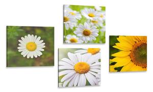 Set obrazů luční květiny