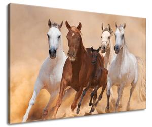 Obraz na plátně Cválající koně Velikost: 90 x 60 cm