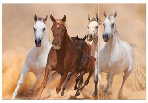 Obraz na plátně Cválající koně - 3 dílný Rozměry: 90 x 60 cm