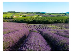 Fototapeta levandulové pole - Lavender fields - 200x154