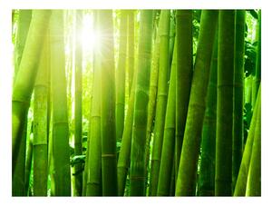 Fototapeta bambus zalitý sluncem - Sun and bamboo