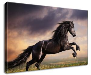 Obraz na plátně Silný černý kůň Rozměry: 50 x 50 cm